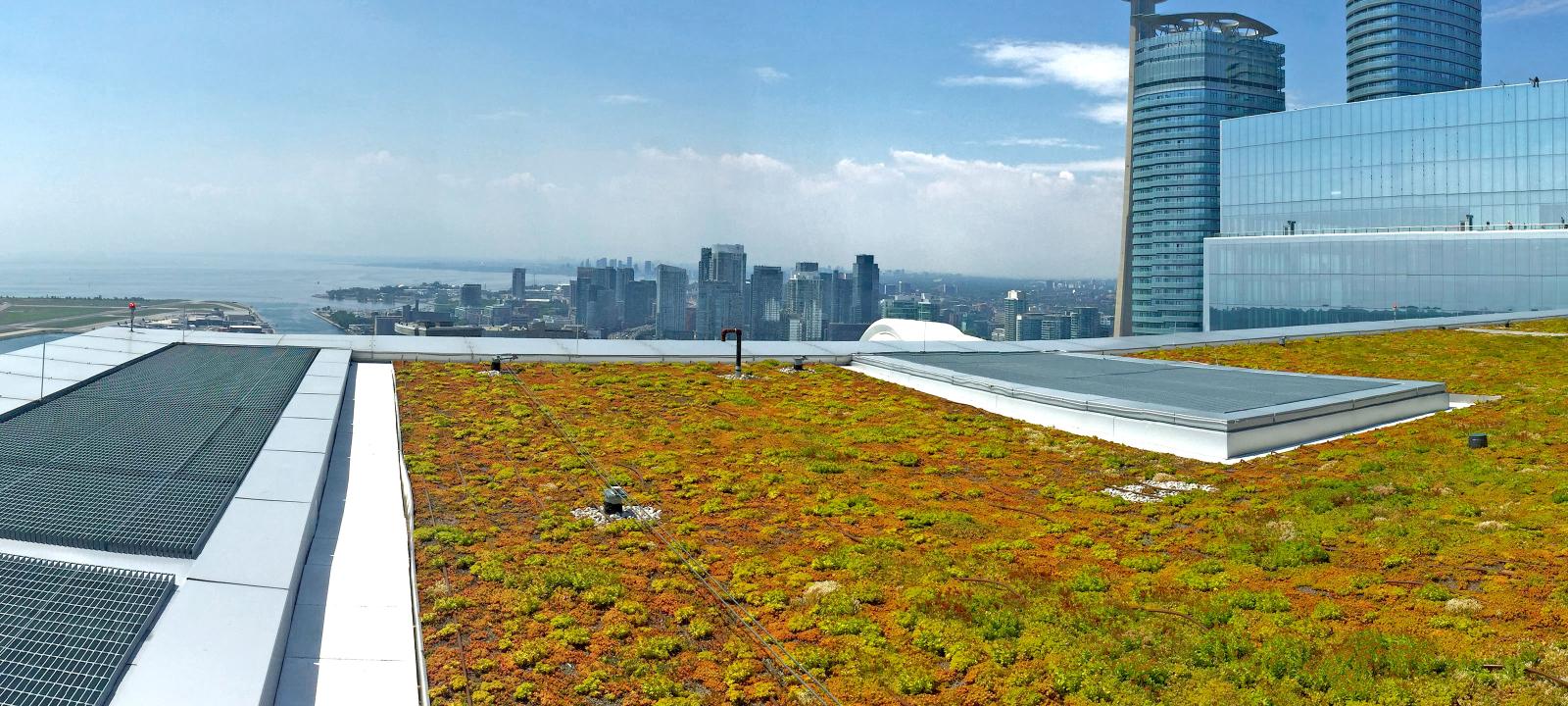 Sedum roof on a tall building